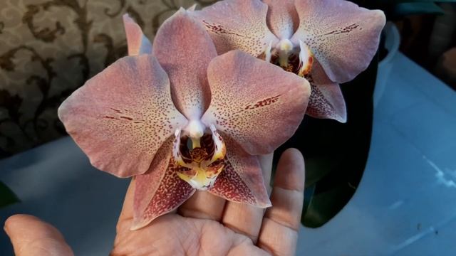 Мои цветущие красавицы орхидеи. Дикий Кот, Горячий поцелуй, Леко Фантастик, Балм, Мелодия. смотреть онлайн