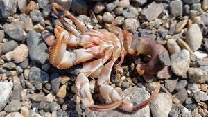 Рак-отшельник