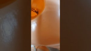 Кукла, пупс целлулоид  , ОХК. СССР 1950-е гг.