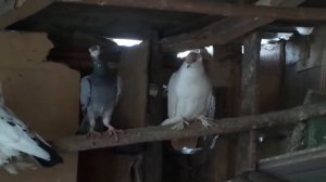 голуби драконы исилькуль