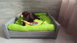 DIY! Кровать для собаки своими руками