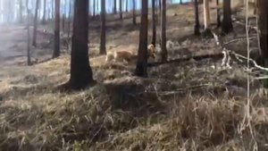 Охота на медведя с лайками.(щенки)