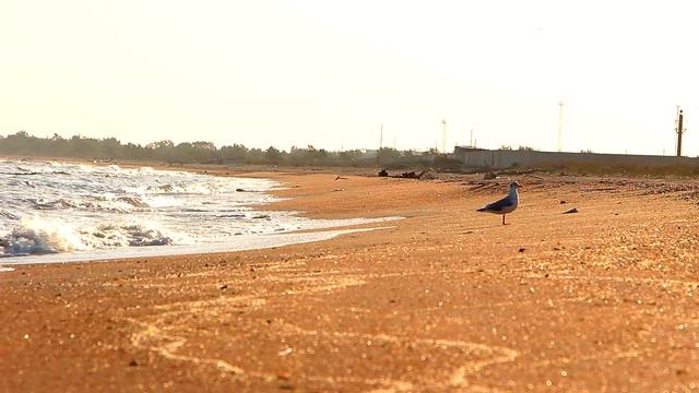 Чайка гуляет по берегу моря ~ Азовсокое море