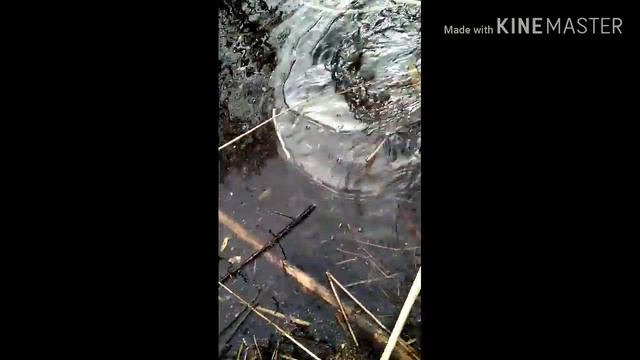 Поиск рогов Оленя. смотреть онлайн