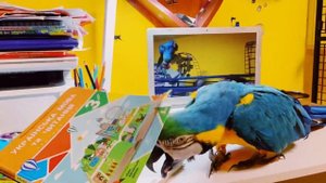 Попугай ара смотрит видео