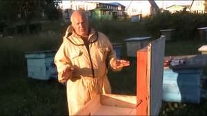 КАК ПРОСТО ОПРЕДЕЛИТЬ СТАРАЯ ИЛИ МОЛОДАЯ МАТКА В РОЕ