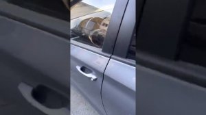 ОБЗОР СОЛЯРИС 2019