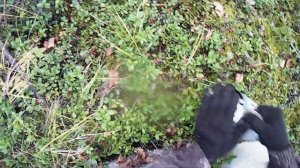 СБОР БРУСНИКИ ОТ ПЕРВОГО ЛИЦА