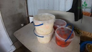 Найкраща капуста для переробки Вестрі F1 (Vestri F1) від компанії Seminis