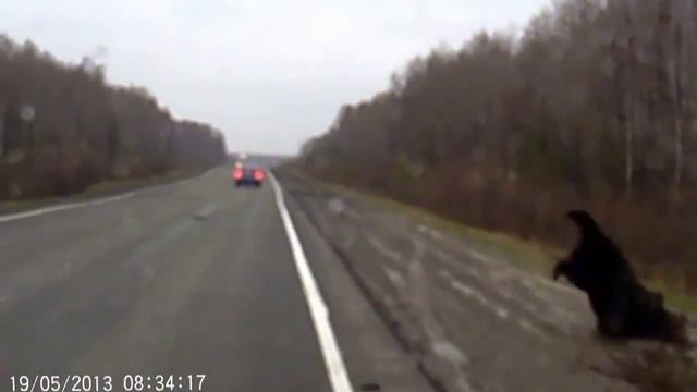 Медведь нижний брейк смотреть онлайн