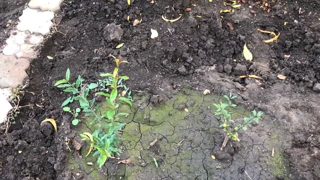 Итоги сезона гранат 2020 года в Одесской области смотреть онлайн