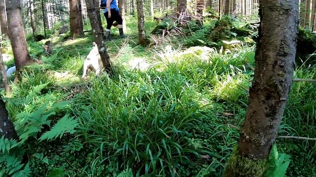 СПЕКА НЕРЕАЛЬНА!..Грибники ЗНОВУ В ГОРИ..Збираємо БІЛІ та Лисички, ховаємось ВІД СПЕКИ. смотреть онлайн