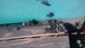 Как пчёлы выгоняют трутней на зиму