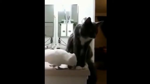 САМЫЕ СМЕШНЫЕ ПОПУГАИ))))2017 смотреть онлайн