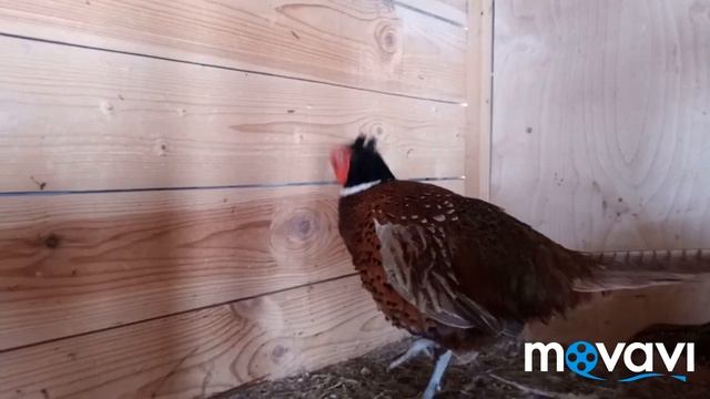 Охотничьи фазан токует смотреть онлайн