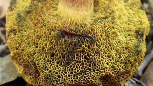 Alessioporus ichnusanus смотреть онлайн