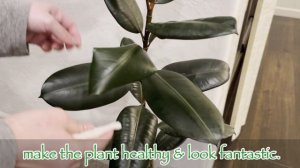 Tips For A Healthy & Pest Free Rubber Plant 💚 FICUS ELASTICA BURGUNDY