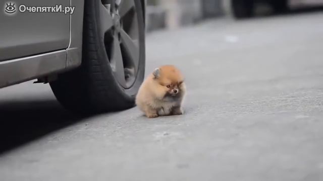 Очень трогательный щенок смотреть онлайн