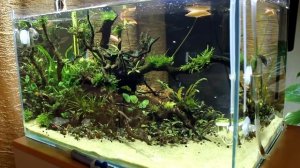 Ответы на вопросы.  Какие каналы по аквариумистике мне нравятся