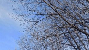 Комнатные растения-мужегоны. Они разрушают семейное счастье...