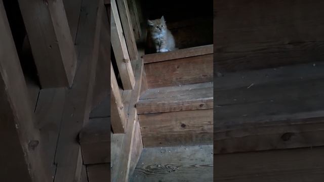 Пушистый рыжий котенок Момошка на лестнице/fluffy red kitten