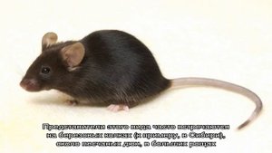 Мышка с полоской