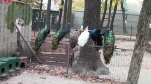 @Экопарк Фельдмана в Харькове. Зоопарк Харьков