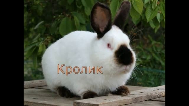 Свійські тварини? Розвиваюче відео дітям українською. Цікаве про тварин? Домашние животные