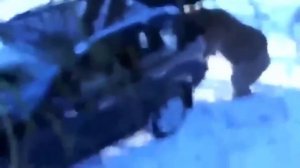 Медведь напал на рыбаков в башкирии, конец вас просто шркирует