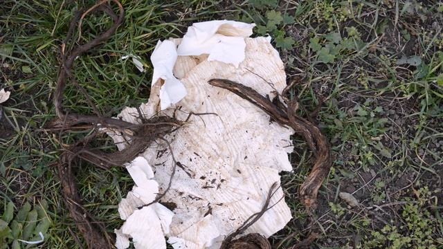 Как посадить хмель. Ризомы хмеля. Осень. смотреть онлайн