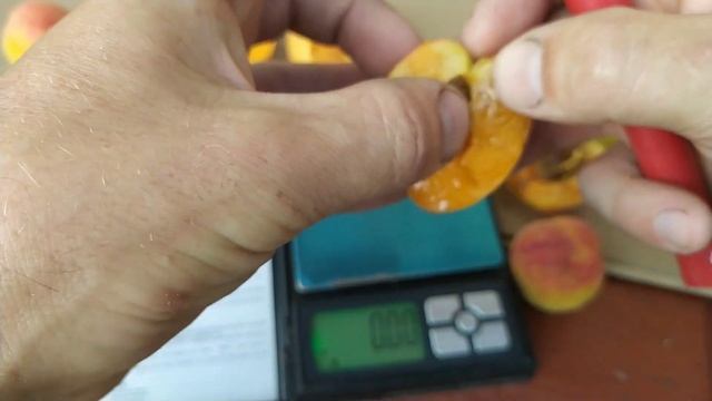 Абрикоси сортів Монастирський та NJA-19. смотреть онлайн