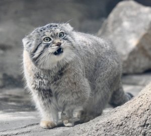 Красная книга.  Знакомьтесь. Манул.