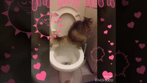 Кошка ходит на унитаз