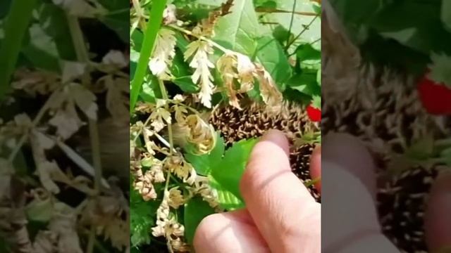 Все ягоды в лесу   МОИ!!! смотреть онлайн