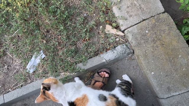 Красивая кошечка ждет людей каждый вечер в одном и том же месте / Beautiful street cat