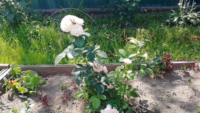 Мускусные розы Пуччини и Букет Парфэ. смотреть онлайн