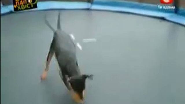 Вусо лапо хвiст смотреть онлайн