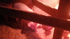 Поросята после кастрации / завтрак поросят🐷🐽🐖