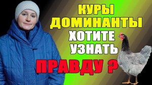 Куры Доминанты - хотите узнать правду о них.