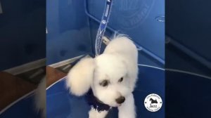 Стрижка для щенка мальтезе.