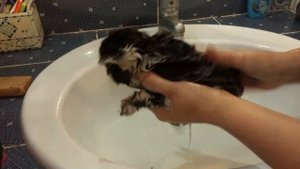 Котенок застрял в липучке от мышей. Купаем кошку .