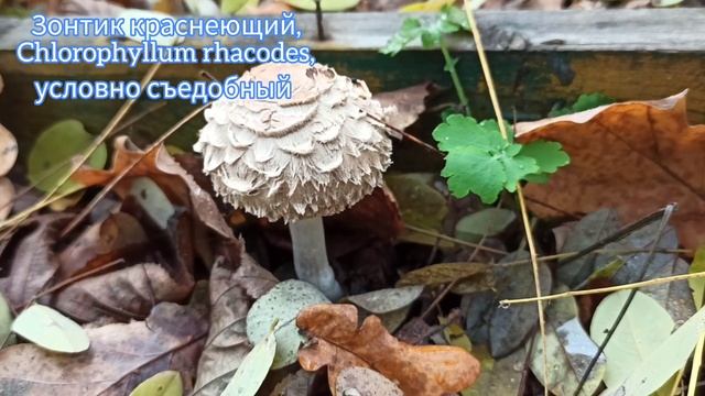 27 октября: осенние опята, рыжики, рядовки и другие грибы смотреть онлайн