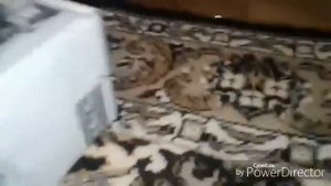 Как сделать колонку из усилитиля на транзисторе кт 837ф
