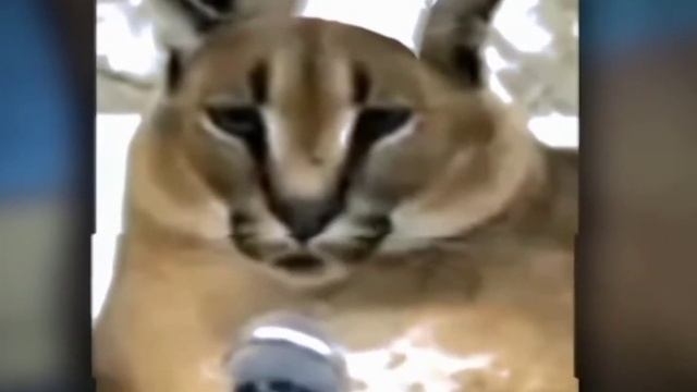 ПЕСНЯ ШЛЁПЫ ПЕЛЬМЕНИ!КЛИП ШЛЁПЫ!!!! смотреть онлайн