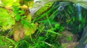 ТРУБОЧНИК! ПРОМЫВАЮ И КОРМЛЮ РЫБОК ДЕЛИКАТЕСОМ ТРУБОЧНИКОМ!