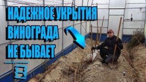 КАК ПРОСТО И НАДЕЖНО УКРЫВАТЬ ВИНОГРАД ОСЕНЬЮ НА ЗИМУ? ВЫРАЩИВАНИЕ ВИНОГРАДА В ТЕПЛИЦЕ