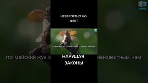 НЕВЕРОЯТНО НО ФАКТ НАРУШАЯ ЗАКОН АЭРОДИНАМИКИ  ПОЛЕТ МАЙСКОГО ЖУКА