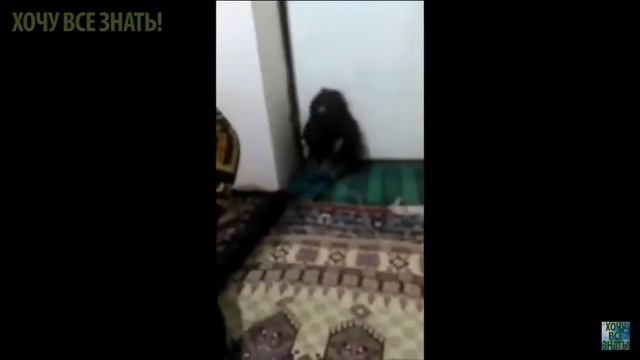 Поймали живого домового