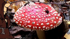 Свежие Новости с реки Сок и с лесов в Самарской области