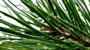 Сосновые иголки - Польза и вред. Полезные свойства сосновых иголок. Чем полезны?